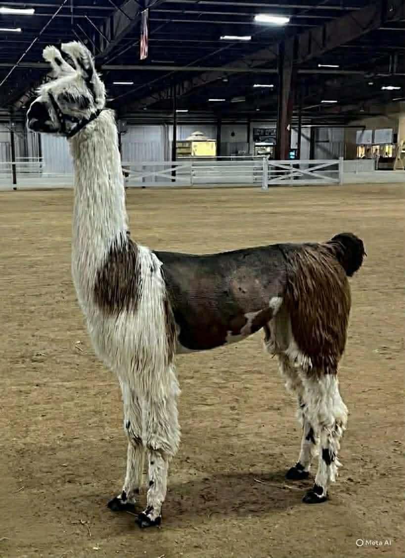 1afe21c674925884f11fa8b937b63e23